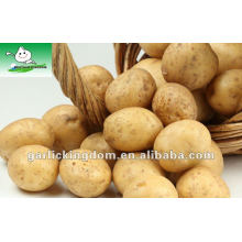 Holland Potato (150g-250g)